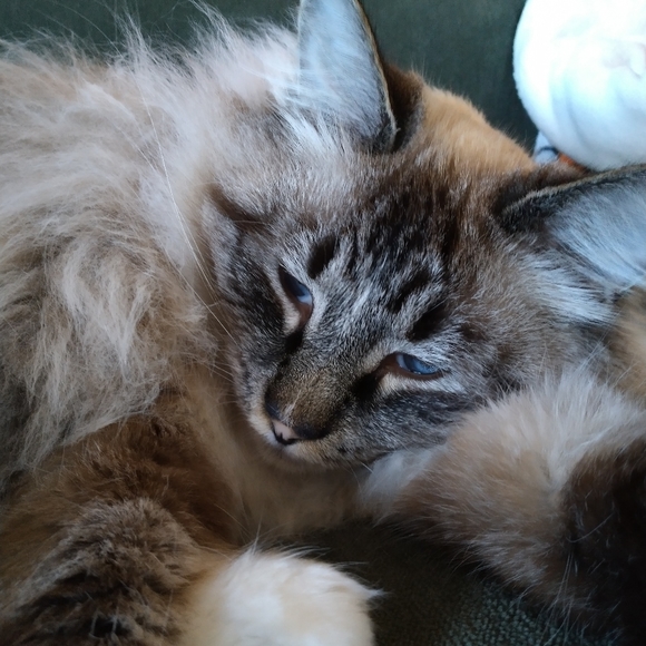 Meet your Posher, Cricket - Picture 6 of 7